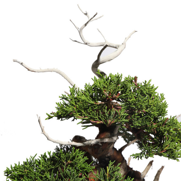 真柏 -Japanese Juniper- (推定樹齢40年)-M0013- 詳細画像
